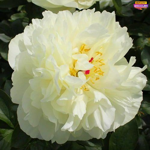 Peony Early Sensation - Peony Plants from Holland - Peonita