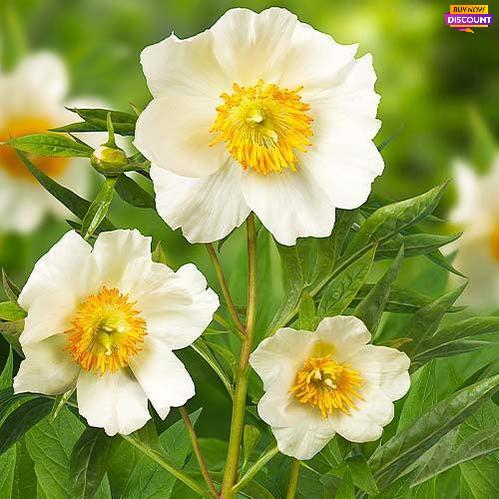 Peony Early Windflower - Peony Plants from Holland - Peonita