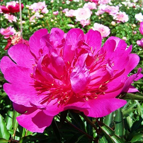 Peony Lavender - Peonita