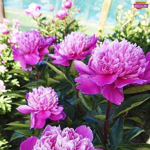 Peony Edulis Superba - Peony Plants from Holland - Peonita