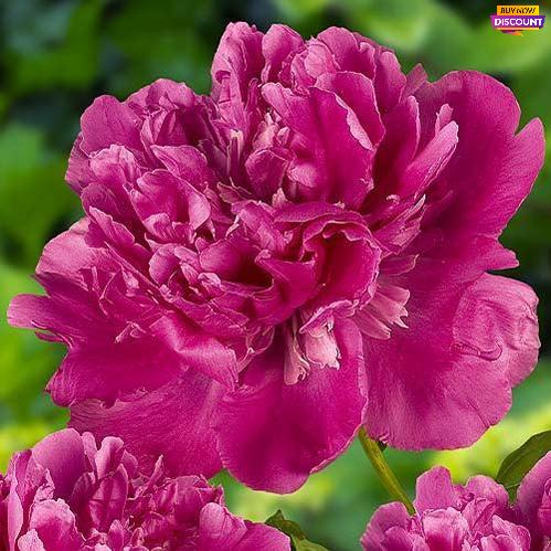 Peony Edulis Superba - Peony Plants from Holland - Peonita