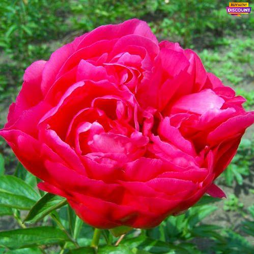 Peony Ellen Cowley - Peony Plants from Holland - Peonita