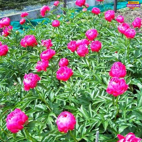 Peony Ellen Cowley - Peony Plants from Holland - Peonita
