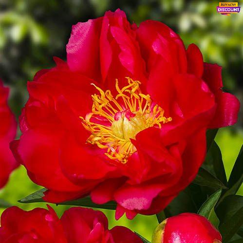 Peony Ellen Cowley - Peony Plants from Holland - Peonita