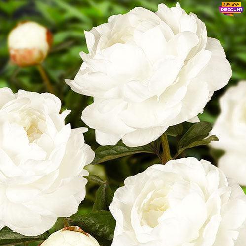 Peony Elsa Sass - Peony Plants from Holland - Peonita