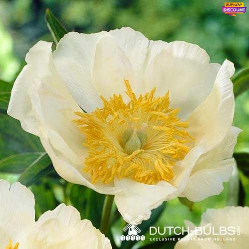 Peony Emodi - Peony Plants from Holland - Peonita