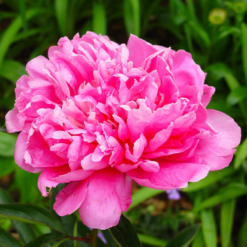 Peony Empire State - Peonita