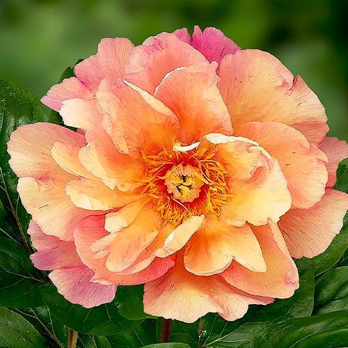 Peony Enduring Rainbow (ITOH) - Peony Plants from Holland - Peonita