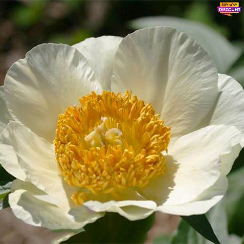 Peony Erda - Peony Plants from Holland - Peonita