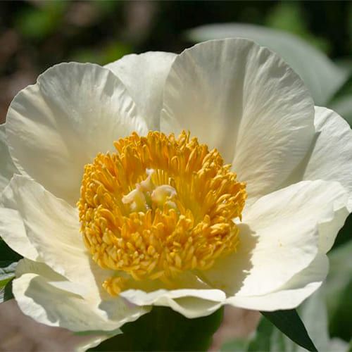 Peony Erda - Peonita