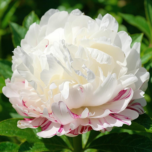 Peony Eskimo Pie (Herbaceous) - Peony Plants from Holland - Peonita