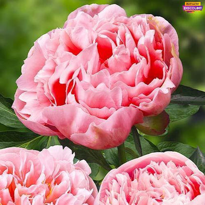 Peony Etched Salmon - Peony Plants from Holland - Peonita