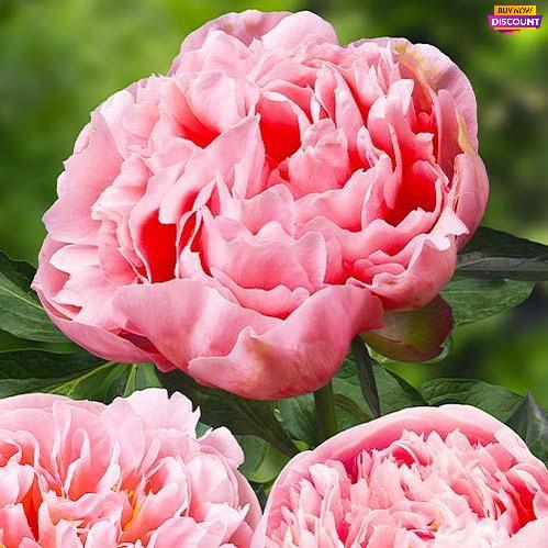 Peony Etched Salmon - Peony Plants from Holland - Peonita