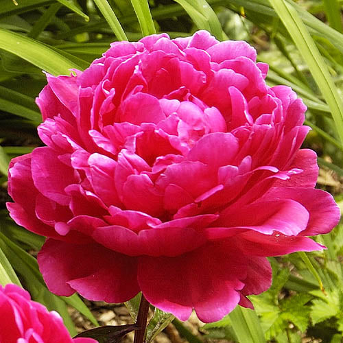 Peony F. Koppius - Peonita