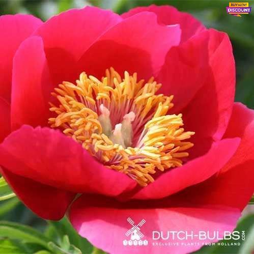 Peony Fairy Princess - Peony Plants from Holland - Peonita