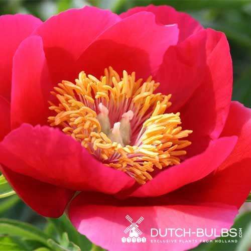 Peony Fairy Princess - Peonita