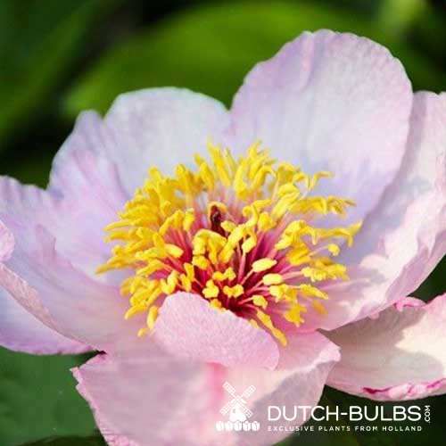 Peony Fantasia - Peonita