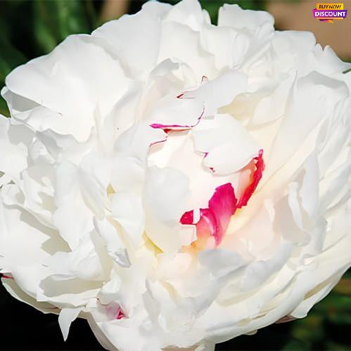 Peony Festiva Dream - Peony Plants from Holland - Peonita