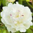 Peony Festiva Maxima - Peony Plants from Holland - Peonita