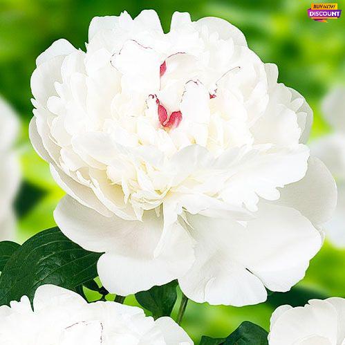 Peony Festiva Maxima - Peony Plants from Holland - Peonita