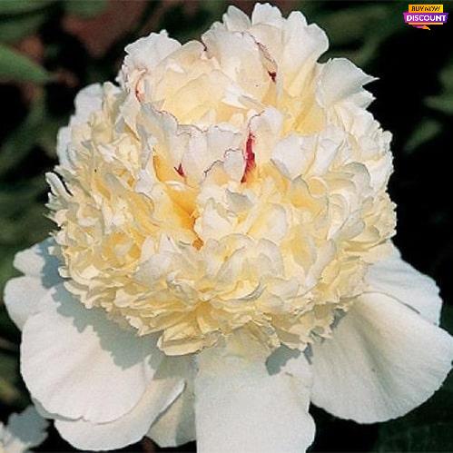 Peony Festiva Pixie - Peony Plants from Holland - Peonita