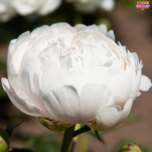 Peony Festiva Powder Puff - Peony Plants from Holland - Peonita