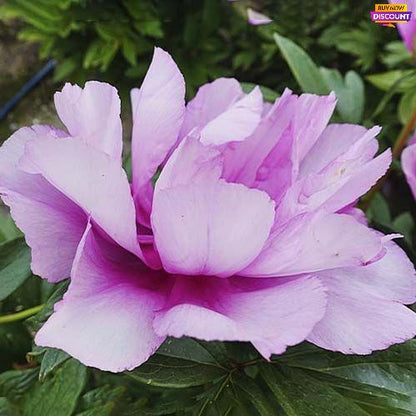 Peony First Arrival (ITOH ) - Peony Plants from Holland - Peonita