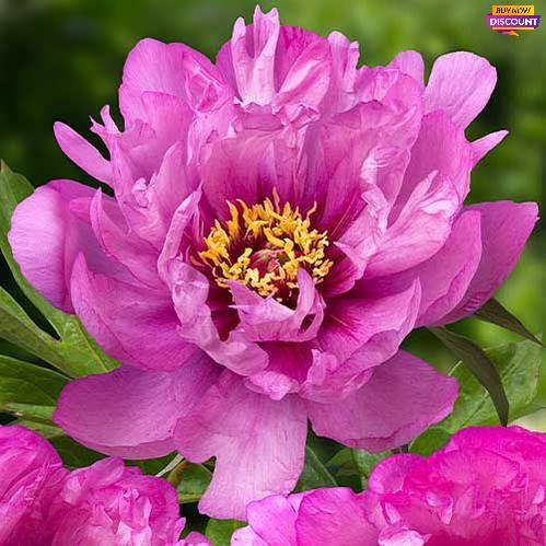 Peony First Arrival (ITOH ) - Peony Plants from Holland - Peonita