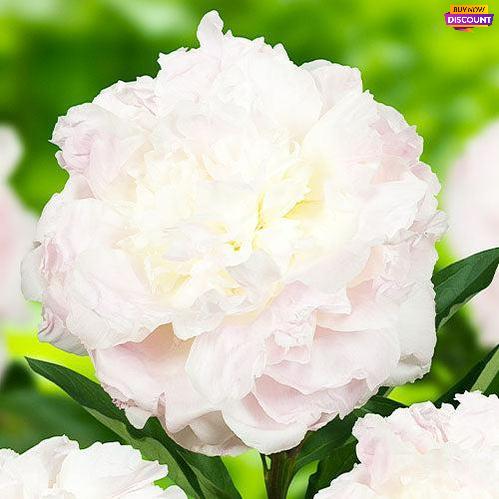 Peony Florence Nicholls - Peony Plants from Holland - Peonita