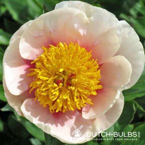 Peony Folk Art - Peonita