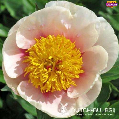 Peony Folk Art - Peony Plants from Holland - Peonita