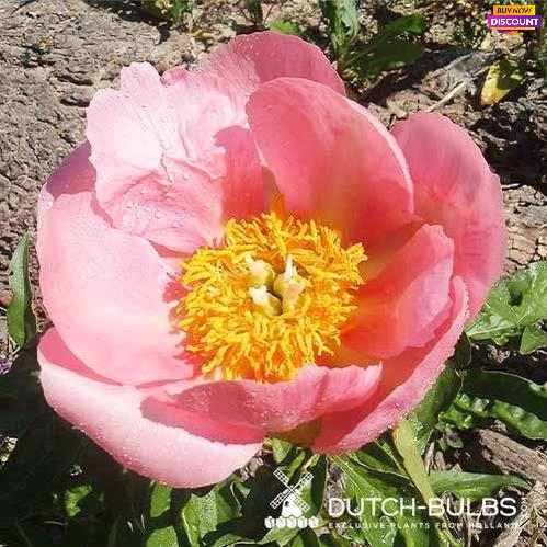 Peony Frances - Peony Plants from Holland - Peonita