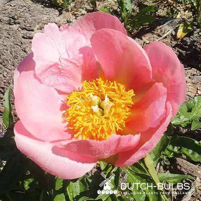 Peony Frances - Peonita