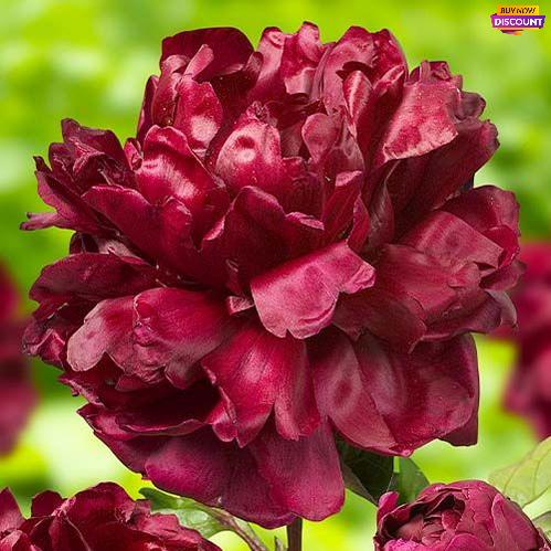 Peony Francoise Ortegat - Peony Plants from Holland - Peonita