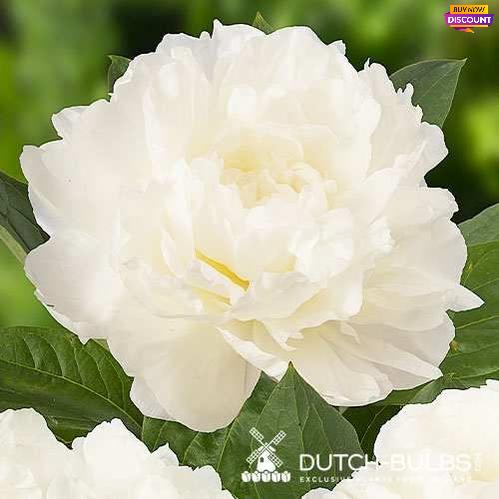 Peony Fringed Ivory - Peony Plants from Holland - Peonita