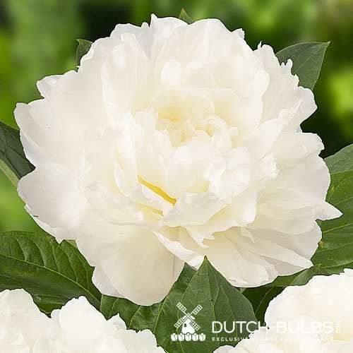 Peony Fringed Ivory - Peonita