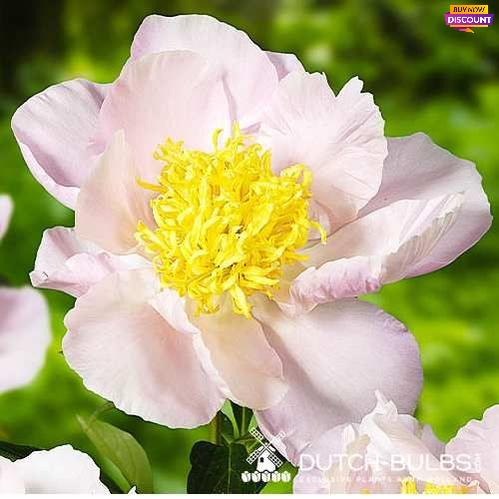 Peony Garden Lace - Peony Plants from Holland - Peonita