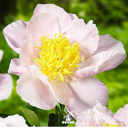 Peony Garden Lace - Peonita