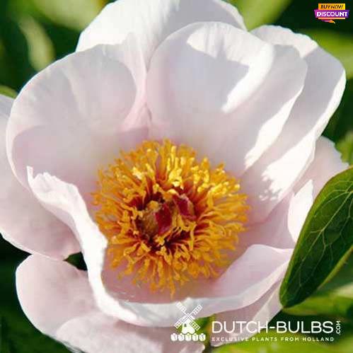 Peony Garden Peace - Peony Plants from Holland - Peonita