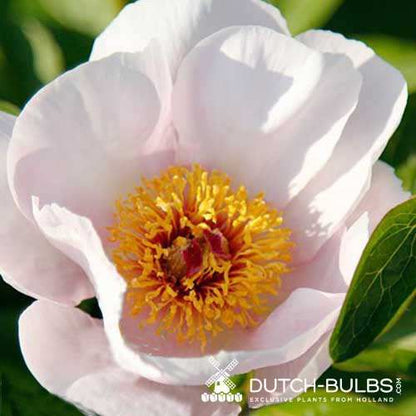 Peony Garden Peace - Peonita