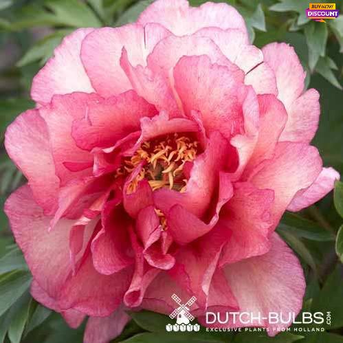 Peony Gauguin - Peony Plants from Holland - Peonita