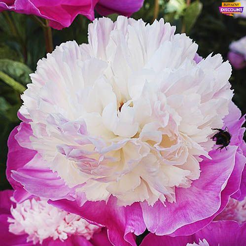 Peony Gay Paree (Anemone) - Peony Plants from Holland - Peonita