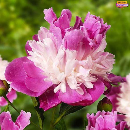 Peony Gay Paree (Anemone) - Peony Plants from Holland - Peonita