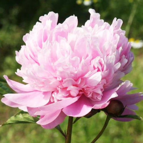 Peony Germaine Bigot - Peonita