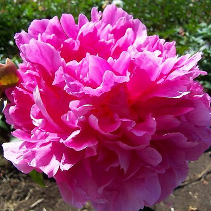 Peony Glory Hallelujah - Peonita