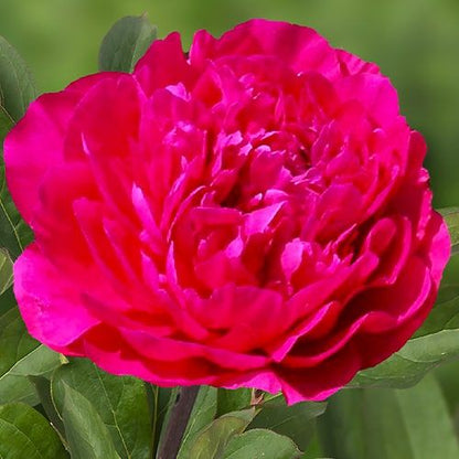 Peony Glory Hallelujah - Peonita