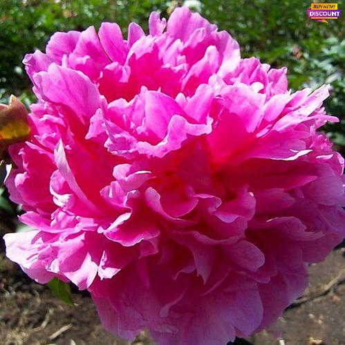 Peony Glory Hallelujah - Peony Plants from Holland - Peonita