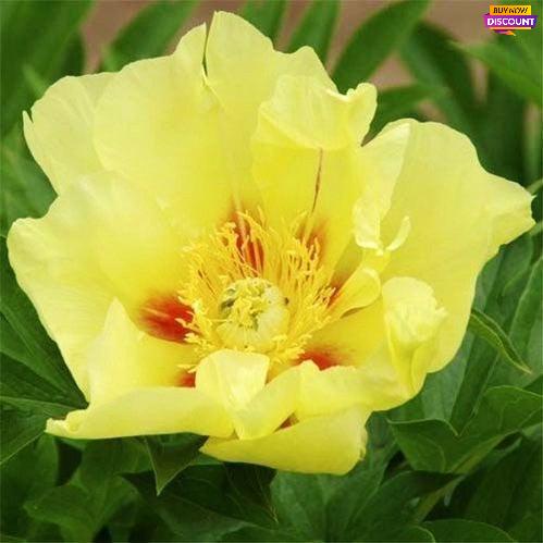 Peony Going Bananas (ITOH ) - Peony Plants from Holland - Peonita