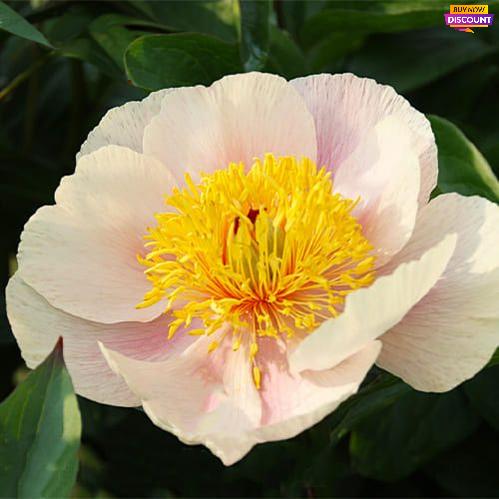 Peony Golden Wings - Peony Plants from Holland - Peonita