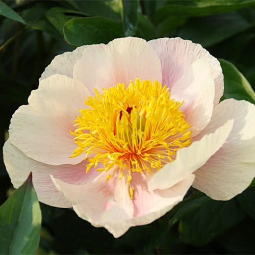 Peony Golden Wings - Peonita